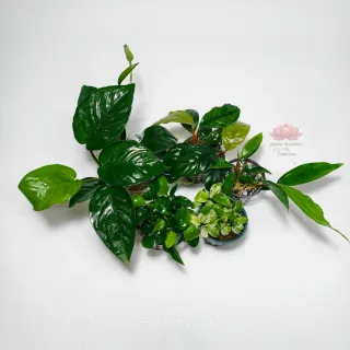 Plantas acuario Pack Premium de anubias top