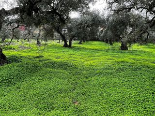 Terreno en venta en Bollullos de la Mitación