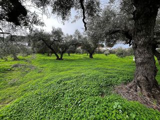 Terreno en venta en Bollullos de la Mitación