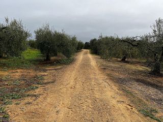 Terreno en venta en Bollullos de la Mitación
