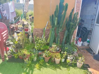 Cactus variados en maceta