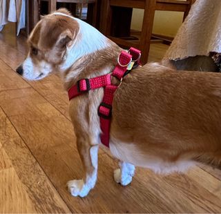 Arnés para perro pequeño