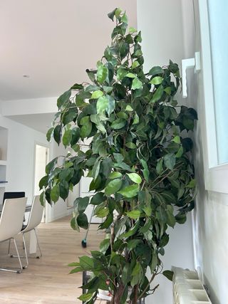 Planta Ficus Artificial Decorativa