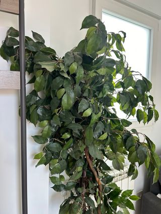 Planta Ficus Artificial Decorativa