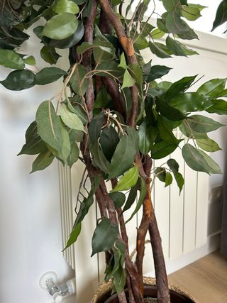 Planta Ficus Artificial Decorativa