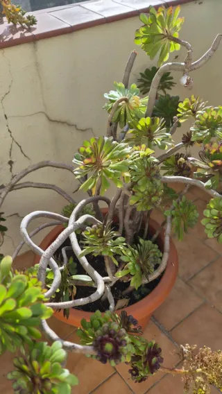 Planta de exterior grande en maceta de plástico