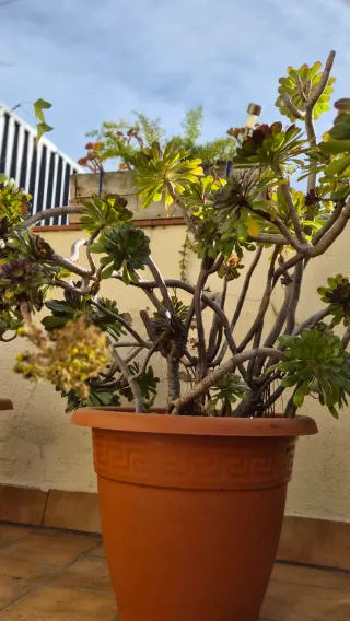 Planta de exterior grande en maceta de plástico