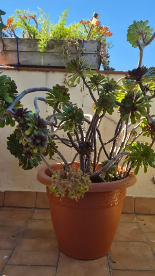 Planta de exterior grande en maceta de plástico