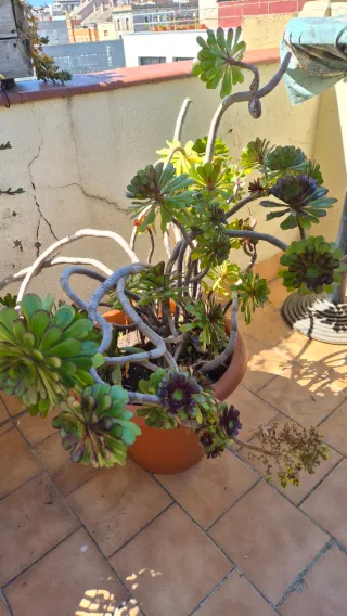 Planta de exterior grande en maceta de plástico