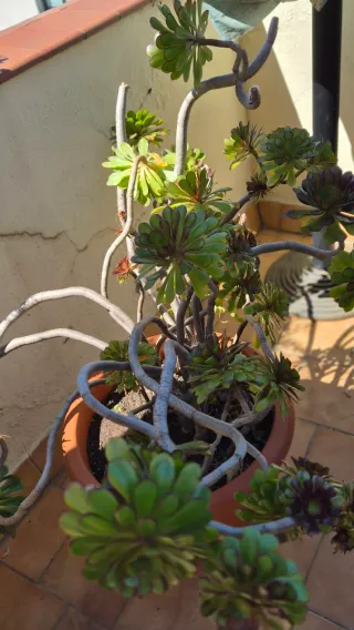 Planta de exterior grande en maceta de plástico