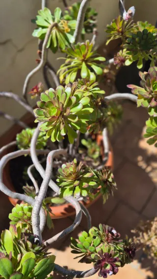 Planta de exterior grande en maceta de plástico