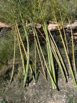Cañas de bambú naturales