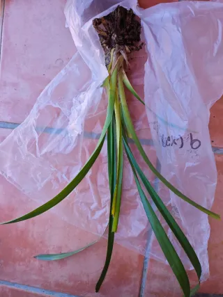 Orquídea N.9 para Emilio