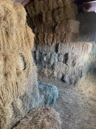Alpacas