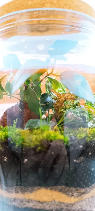 Terrario con plantas y Ficus