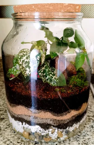Terrario con plantas y Ficus