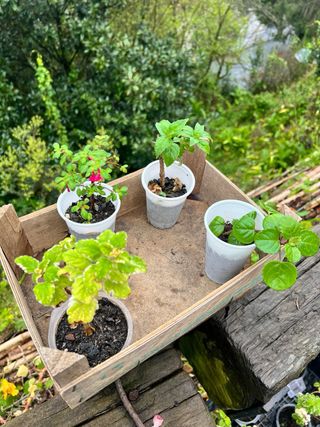 Lote de plantas para Brian