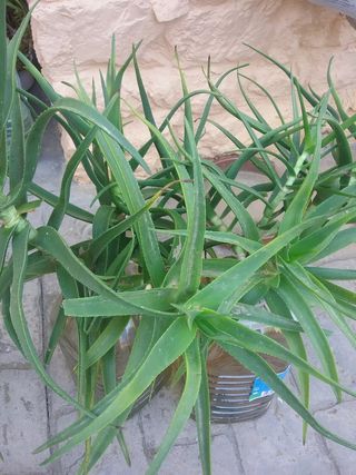 Lote 20+ Plantas Crasas y Cactus