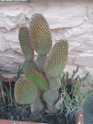 Lote 20+ Plantas Crasas y Cactus
