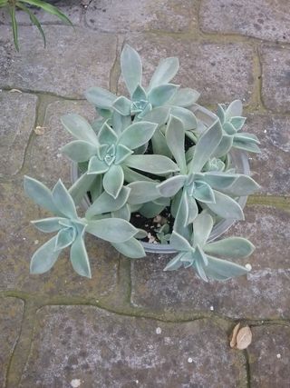 Lote 20+ Plantas Crasas y Cactus