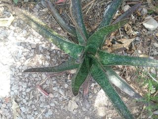Lote 20+ Plantas Crasas y Cactus