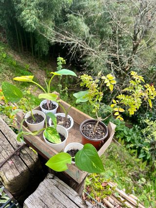 Lote de plantas para Ruben