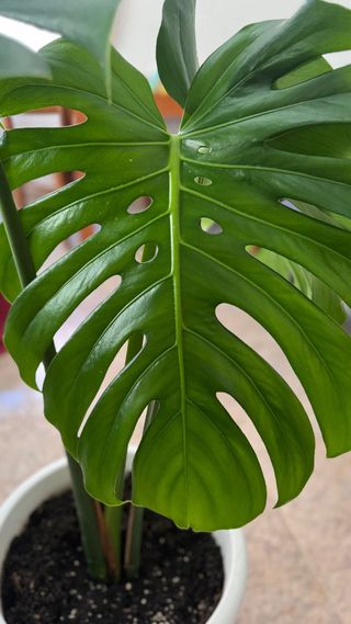 Monstera Deliciosa (1m+) con Maceta