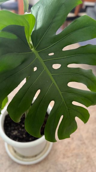 Monstera Deliciosa (1m+) con Maceta