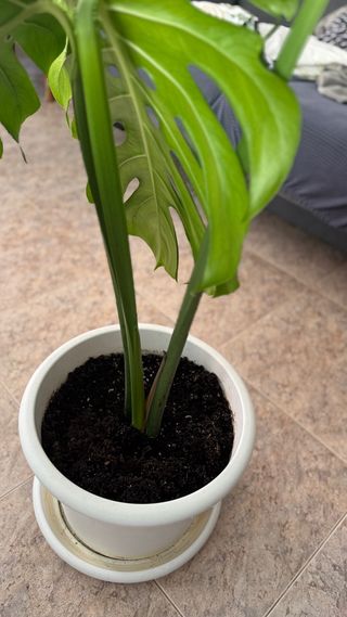 Monstera Deliciosa (1m+) con Maceta