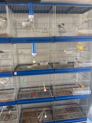 Jaula Imor para pájaros