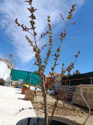 Árbol Granado 50cm + 30cm cepellón
