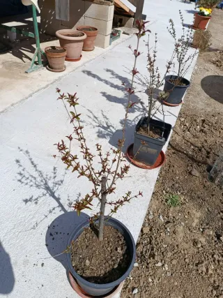 Árbol Granado 50cm + 30cm cepellón