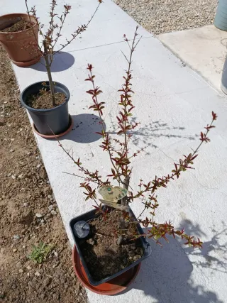 Árbol Granado 50cm + 30cm cepellón