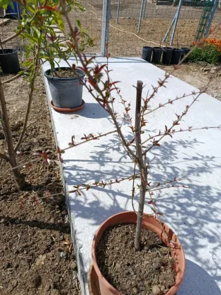 Árbol Granado 50cm + 30cm cepellón