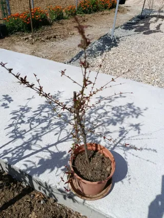 Árbol Granado 50cm + 30cm cepellón