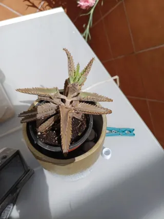 Kalanchoe daigremontiana