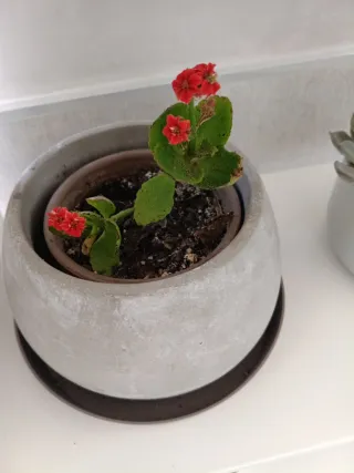 Planta Calanchoe con flores rojas