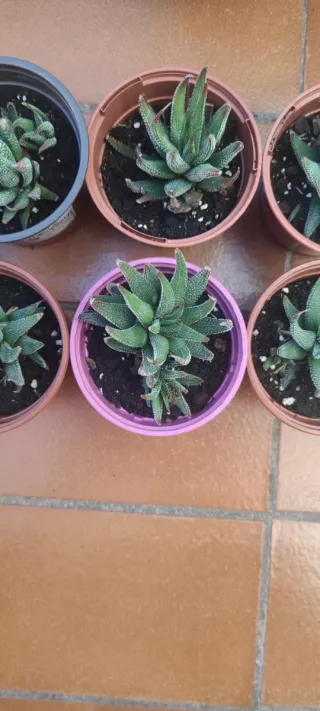 Planta Suculenta Aeonium