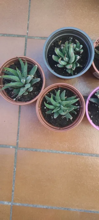 Planta Suculenta Aeonium