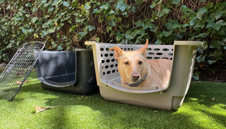 Transportín Petmate Vari Kennel Mediano