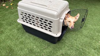Transportín Petmate Vari Kennel Mediano