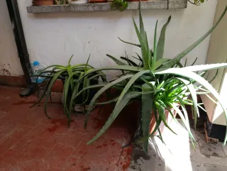 Planta Aloe Vera