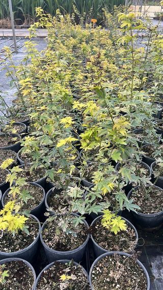 Acero Orange Dream - Pianta