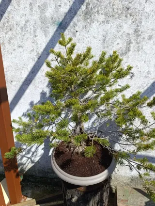 Prebonsai Pino Silvestre