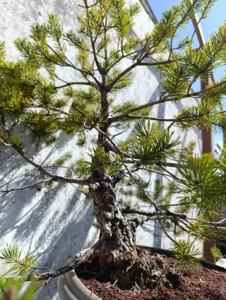Prebonsai Pino Silvestre