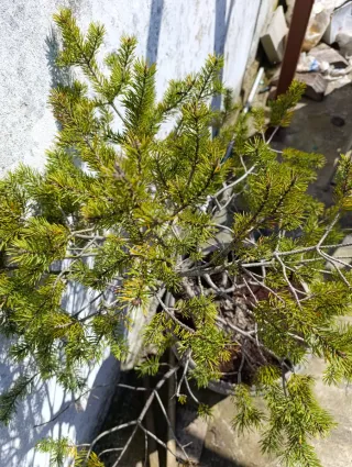 Prebonsai Pino Silvestre