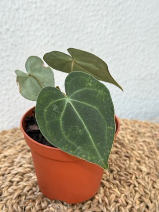 Anthurium Clarinervium planta N1