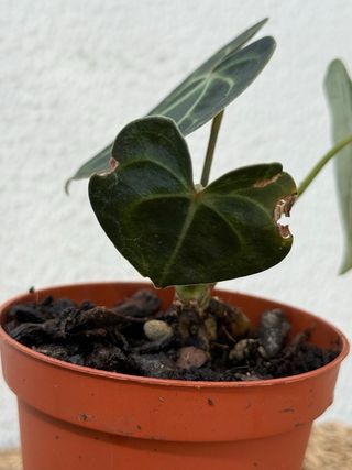 Anthurium Clarinervium planta N1