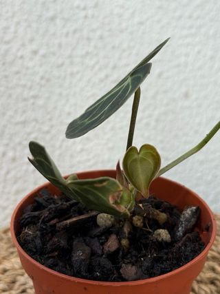 Anthurium Clarinervium planta N1