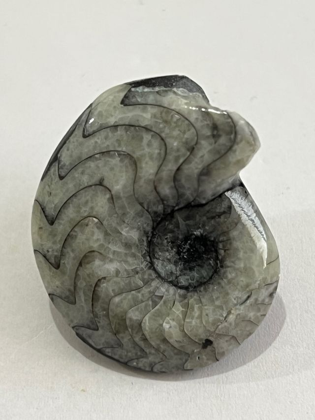 Ammonite pulido